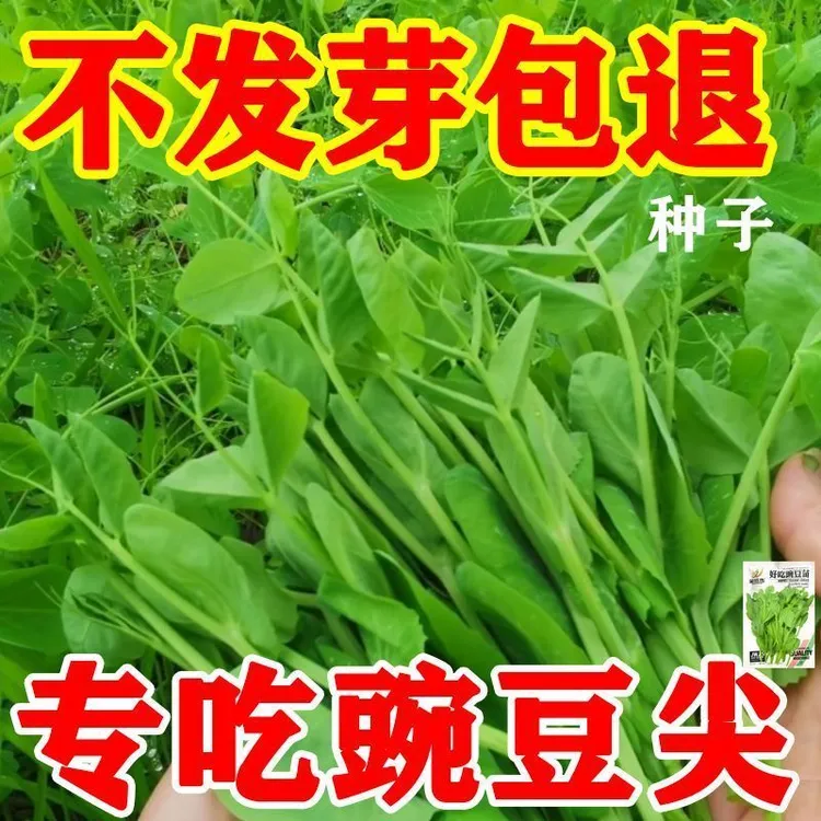 豌豆尖种子专吃叶豌豆苗种籽新品可连续多次采收无须豌豆秋冬蔬菜