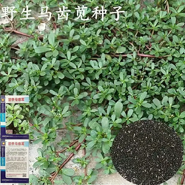 马齿笕种子野菜种子野生食用保健野菜阳台庭院种植长寿菜马齿苋籽