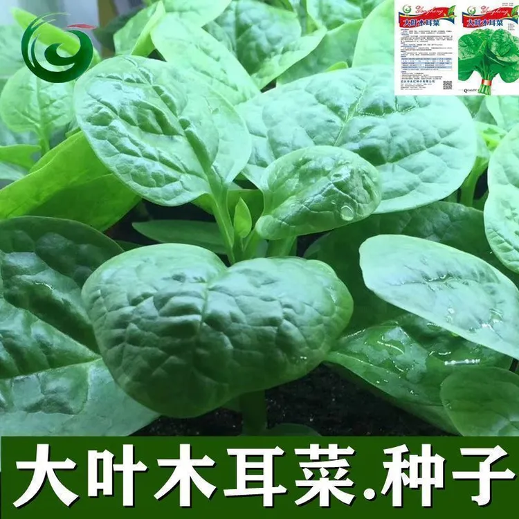 大叶木耳菜种子高钙肉厚夏天耐高温四季室外阳台盆栽农田蔬菜种籽