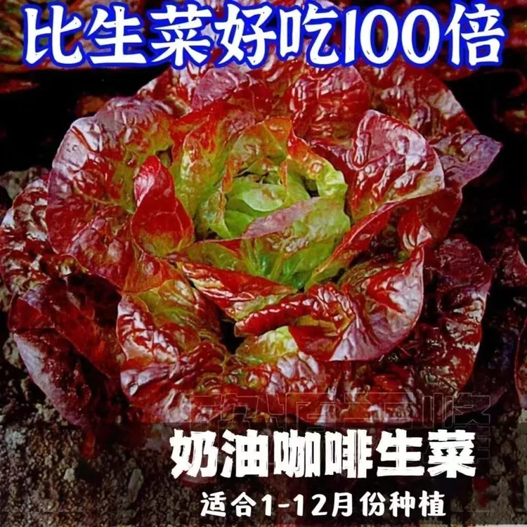 奶油咖啡生菜衶新鲜蔬菜紫色生菜罗马生菜生吃脆甜蔬菜沙拉菜孑
