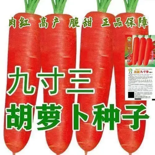 三红九寸参胡萝卜籽水果蔬菜萝卜菜籽脆甜春秋季四季田园蔬菜籽