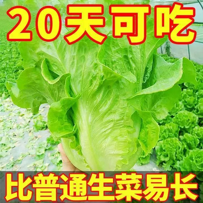 【割完又长】正宗甜脆意大利生菜种子生吃生菜籽农家蔬菜种子大全
