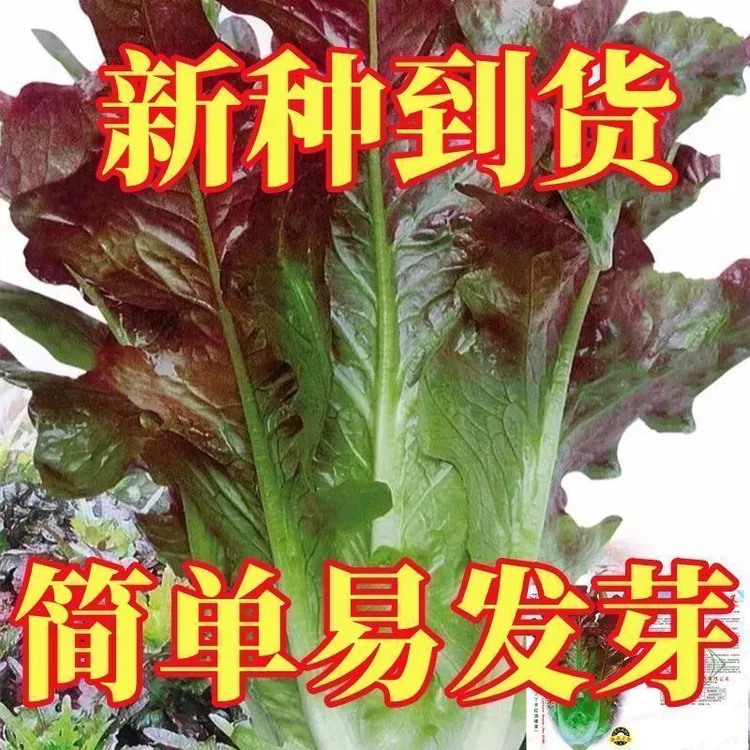 紫丫甜油麦菜种子丫丫开红油麦阳台盆栽油麦菜籽四季易种蔬菜种孑