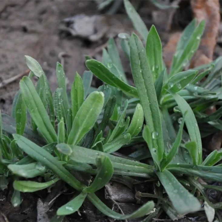 野生面条菜种子四季播春秋露地菜园秋冬保健蔬菜野菜籽春季四籽