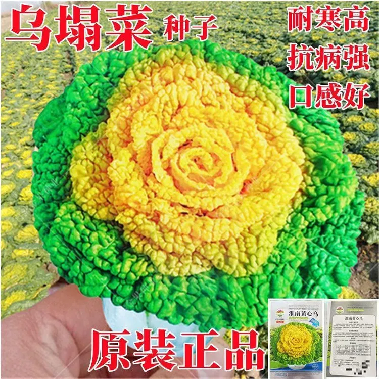 耐寒黄心乌塌菜种子高钙养心菜菊花菜种子春秋四季播蔬菜农家易种