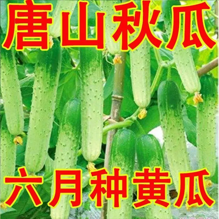 唐山秋瓜黄瓜种子旱水果甜黄瓜种子多汁春夏秋播黄瓜种籽蔬菜种子