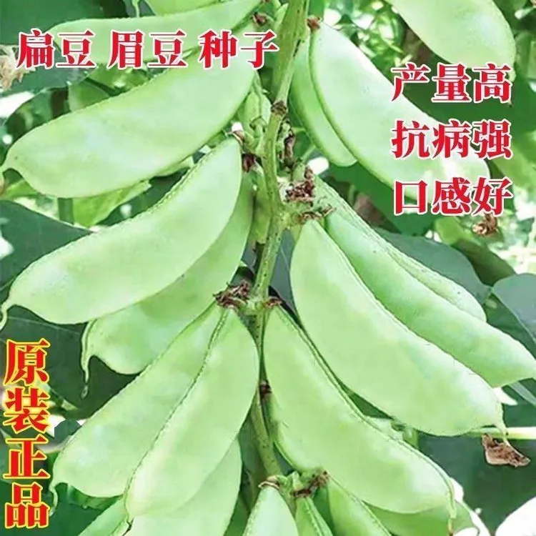 绿扁豆种子四季豆角绿梅豆角眉豆蔬菜梅豆孑架豆菜豆绿峨眉豆种冬