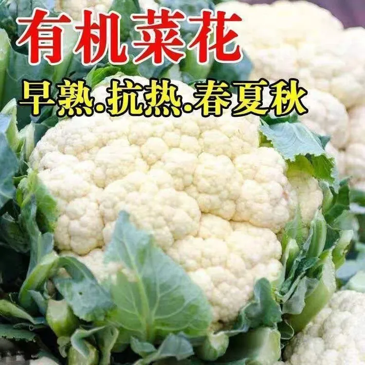 有机松花菜种子散花青梗白色有机花椰菜高产耐寒耐湿有机菜花种子