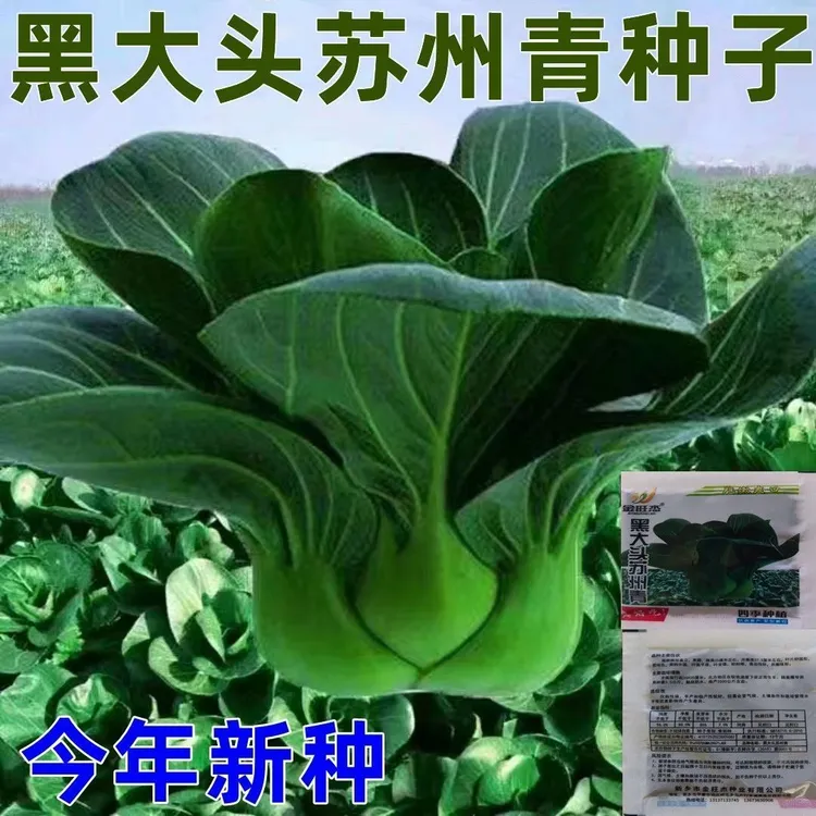 苏州青黑大头菜籽青菜种子大叶黑叶油亮矮脚上海青菜蔬菜种孑