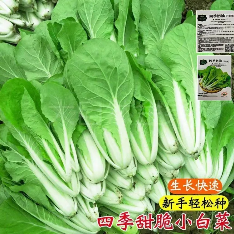 种子四季蔬菜鸡毛菜种子早熟小青菜阳台盆栽耐热速生快菜种子