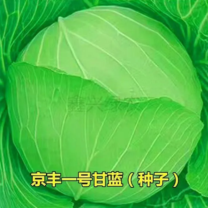 京丰一号甘蓝种子高产秋播阳台蔬菜种孑包菜种子农家菜园卷心菜籽