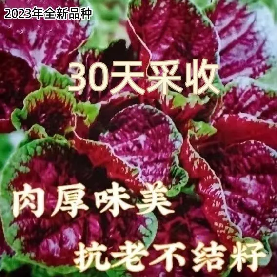 红苋菜种子圆叶速生蔬菜种子春季四季阳台庭院盆栽红圆苋菜种子