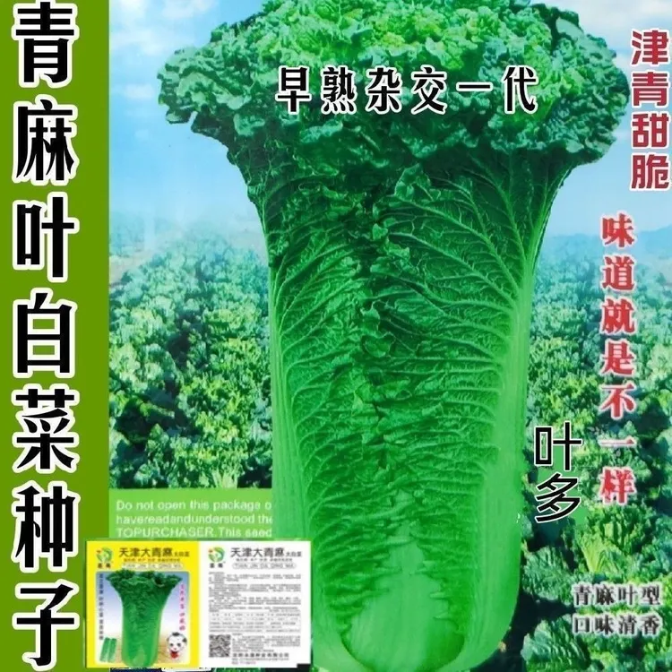 天津青麻叶大白菜种子秋冬直筒包心白菜蔬菜籽绍菜山东大白菜种孑