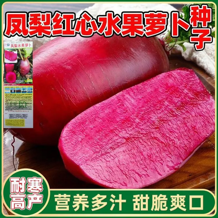 凤梨萝卜种子红皮红心萝卜种籽四季秋季播高产阳台盆栽农家蔬菜孑