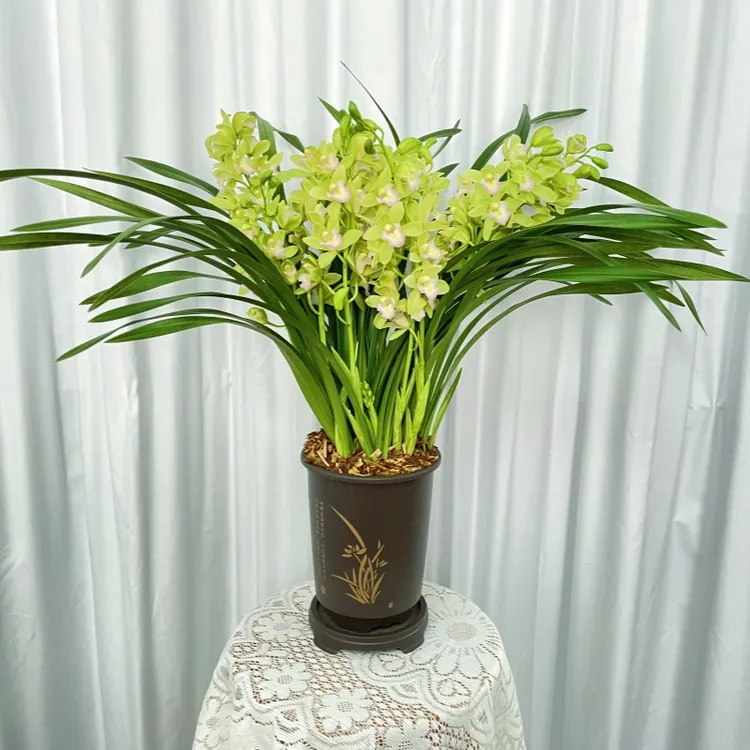 香兰（3花苞） 大花蕙兰荷瓣幽香兰花好养易活
