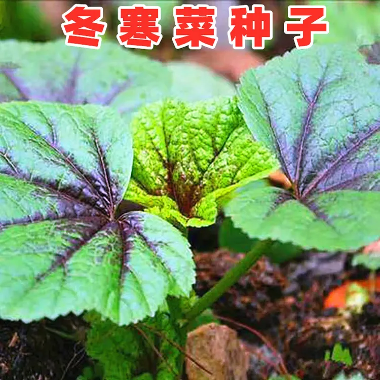 冬寒菜种子耐寒蔬菜秋冬种植冬葵菜耐寒蔬菜种子