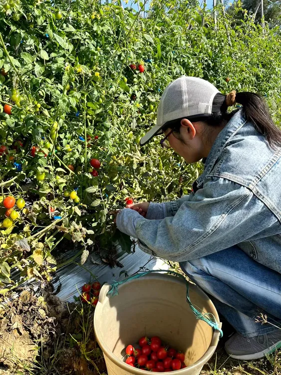 广东电白新鲜应季冰糖千禧圣女果小番茄3斤精品礼盒装产地直发