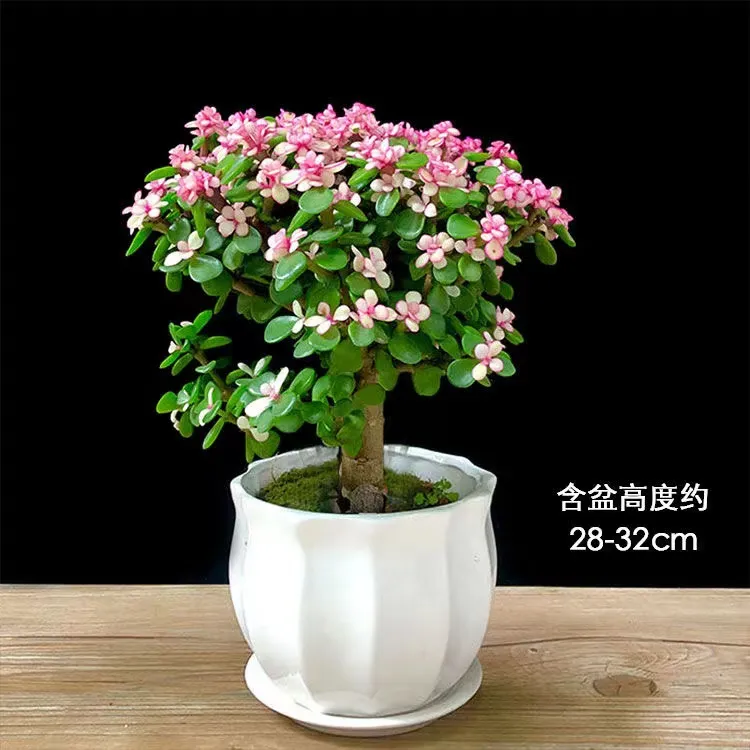 金枝玉叶盆栽基地老桩造型粉色植物好养绿植肉肉聚集雅乐之舞好养