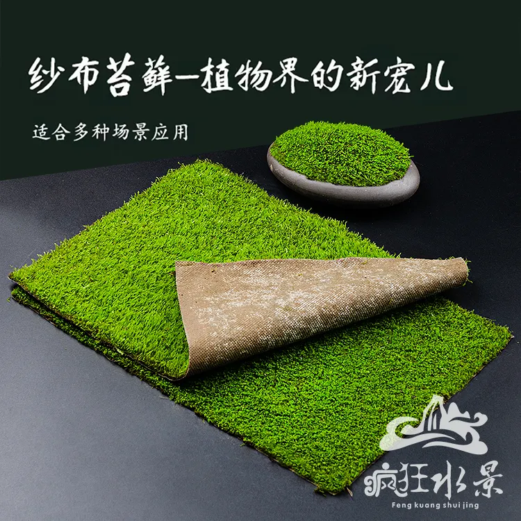 鲜活苔藓微景观盆景蒲面青苔水陆雨林缸短绒苔藓旱景庭院绿化草皮
