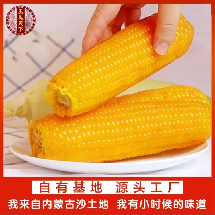 【Q弹有嚼劲版】新鲜采摘内蒙古沙土地糯玉米透明包装10支装*240g