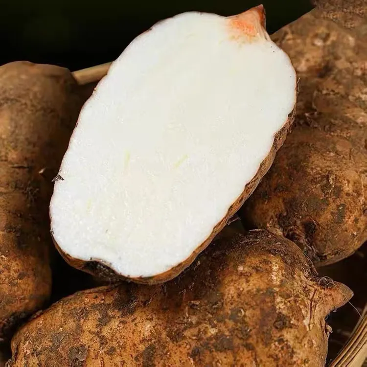 新鲜天麻 特大果2-3个一斤 现挖现发 高山天麻 湿麻干天麻非土豆