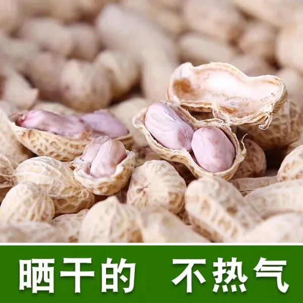 2025年河源忠信土特产新鲜特色水煮咸干花生软口咸香即吃坚果零食