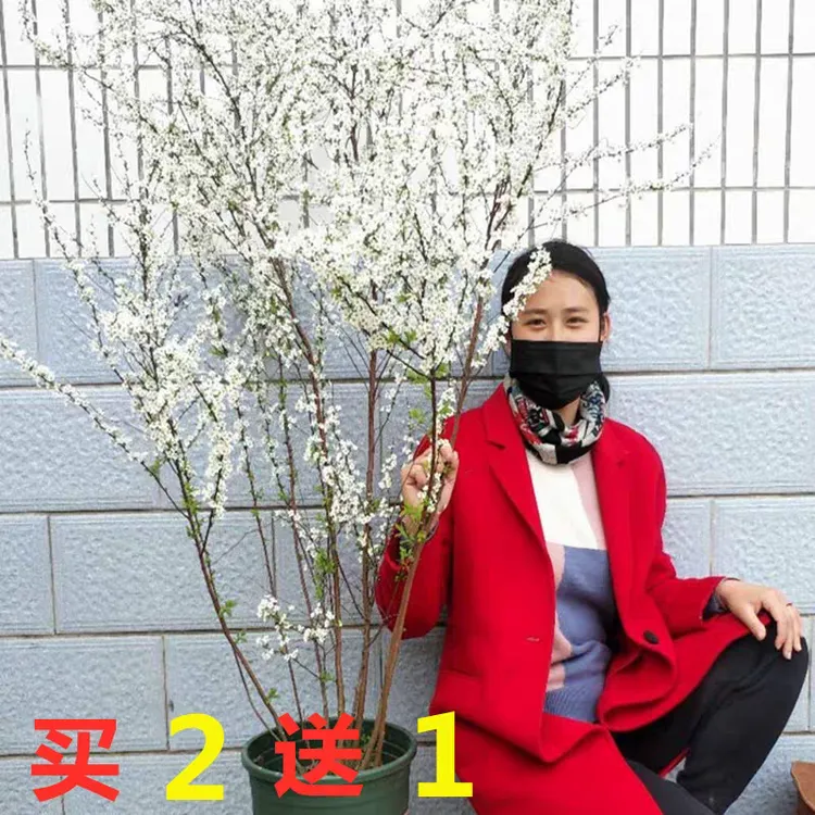 雪柳植物喷雪花苗盆栽花卉绿植珍珠梅绣线菊庭院大苗雪柳丛生大苗
