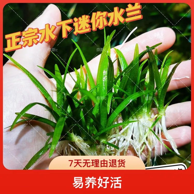 小水兰迷你水兰原生造景阴性草水族中前景水草易养好活包邮新手