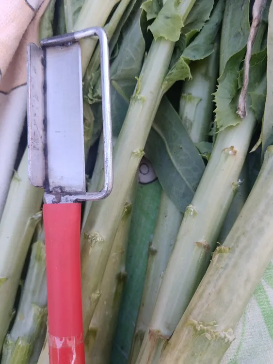 全钢剃刀剥皮厨房贡菜削皮刀贡菜专用削皮刀锋利省力丝滑不卡顿