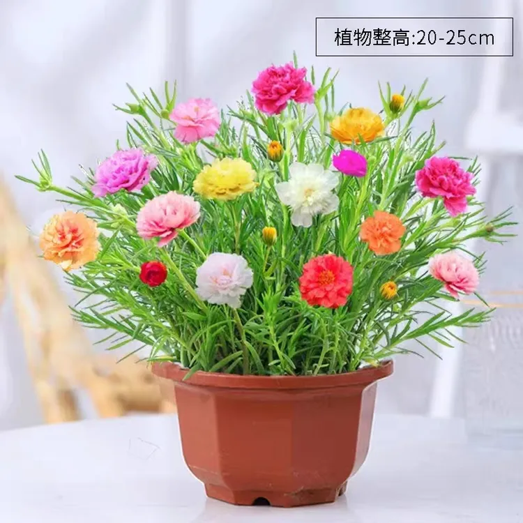 重瓣太阳花带根带花苞生长盆栽进口多色宿根枝条大花庭院阳台花卉