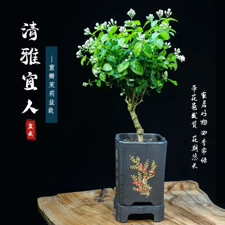广西横州市重瓣香水茉莉花单杆老桩棒棒糖造型一物一拍