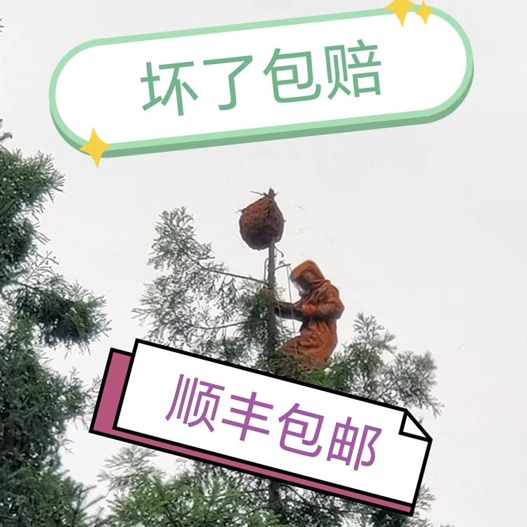 生鲜马蜂树蜂蛹新鲜活体顺丰包邮