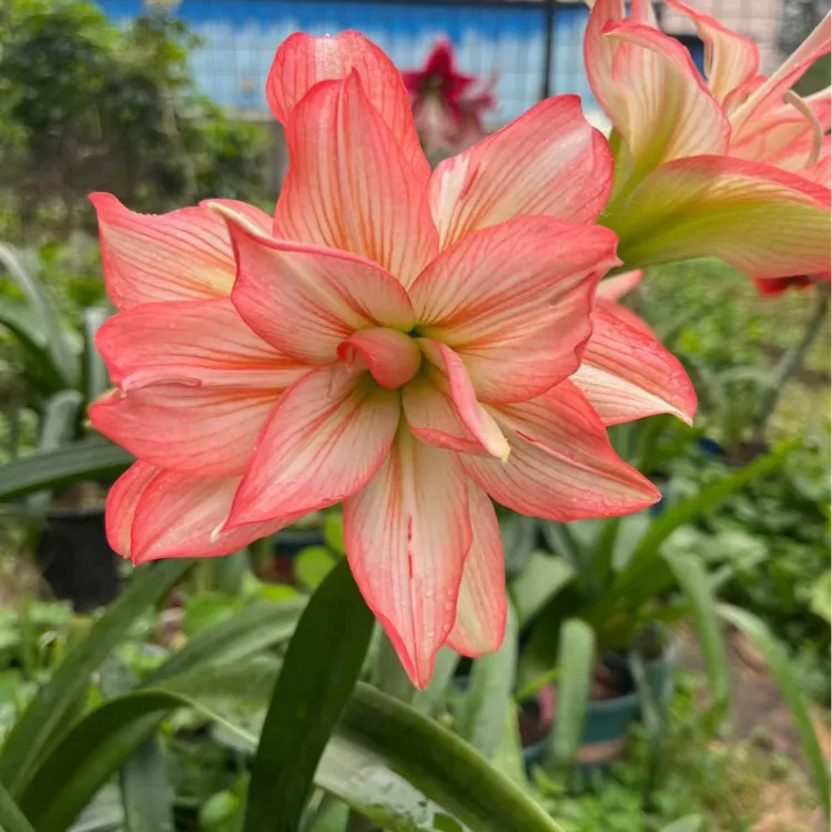 樱桃妮芙6厘米裸根+阿弗雷6厘米裸根+僵尸5.5厘米裸根