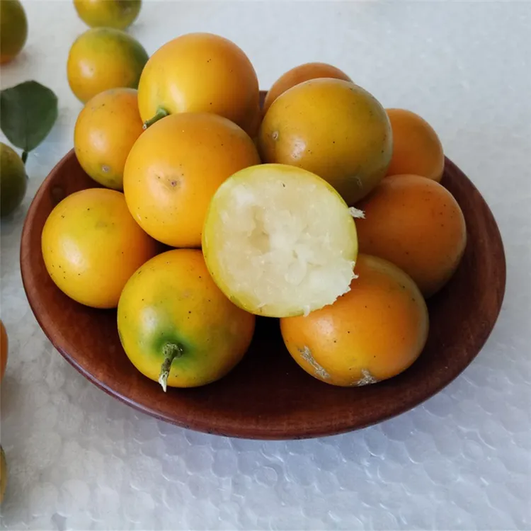 广西桂林脆皮金桔脆蜜纯甜无酸新鲜水果融安滑皮金桔青皮橘子包邮