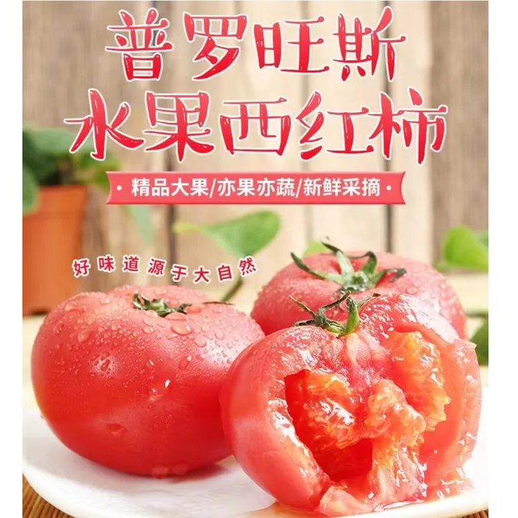 无公害普罗旺斯西红柿自然成熟沙瓤番茄，当季新鲜蔬菜现摘现发
