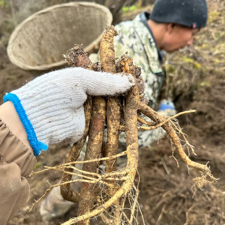 新鲜【高海拔仿野种植生态党参】不使用农药化肥膨大素带泥有机蔬菜