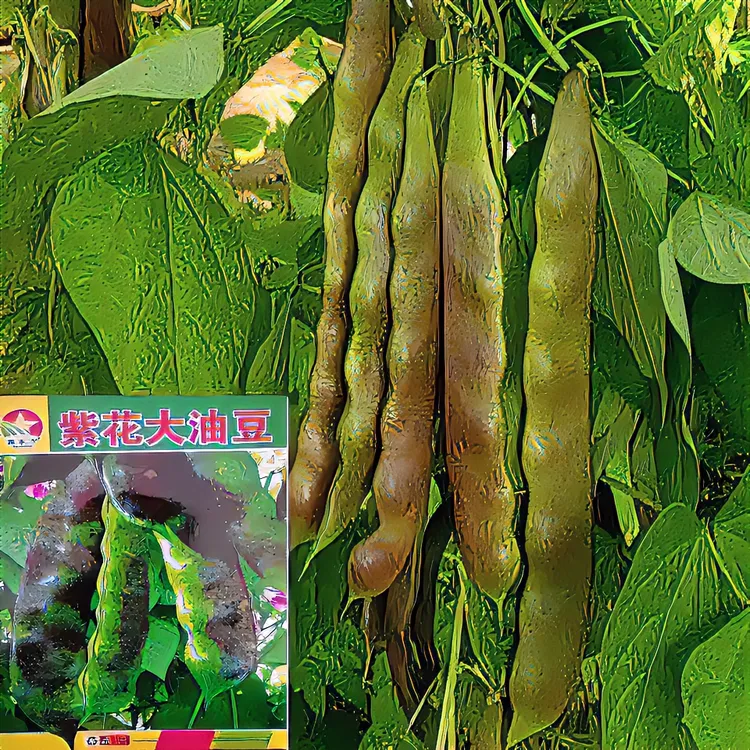 三叶紫花油豆角种子东北开锅烂架油豆黑龙江油豆角籽蔬菜瓜果种子