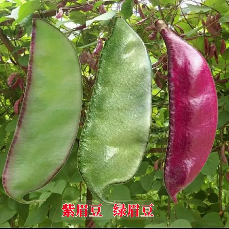 扁豆种子早熟四季播蔬菜瓜果紫红梅豆角种孑猪耳朵红边峨眉豆种籽