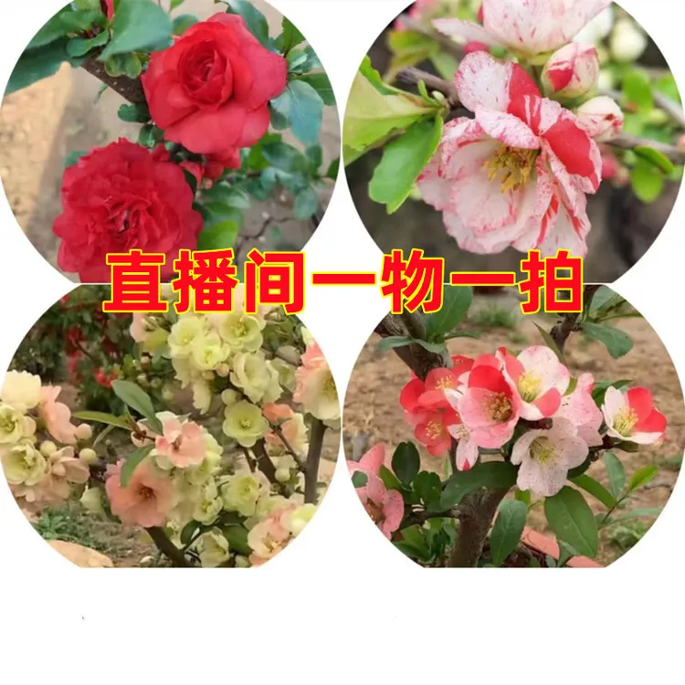 一物一拍原生木本海棠花扦插苗庭院地栽耐旱耐寒楼顶阳台盆栽易活