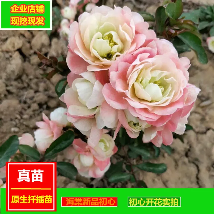 原生初心木本花卉海棠花扦插苗庭院地栽耐旱耐寒客厅楼顶阳台盆栽