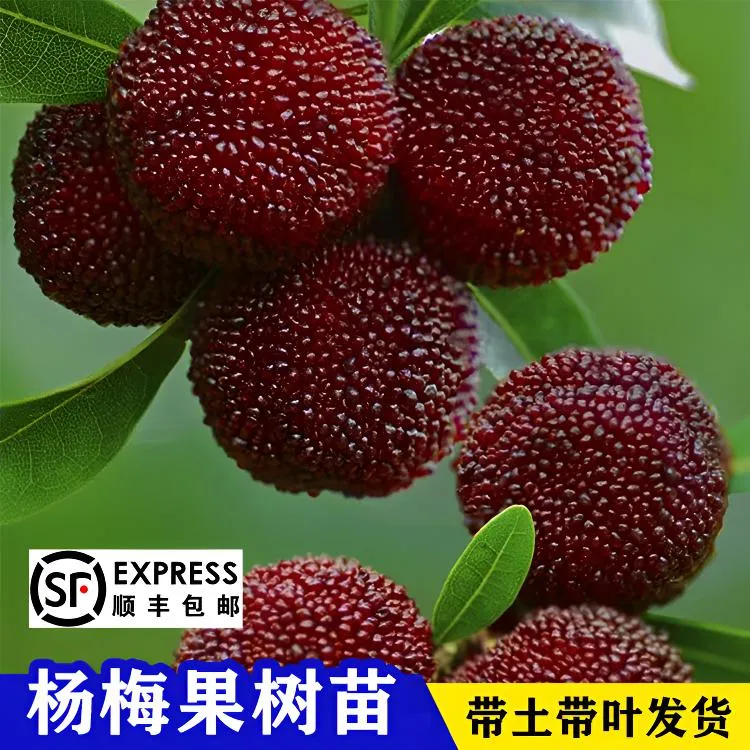 正宗嫁接东魁杨梅树苗耐寒南北方种植果树苗黑炭杨梅 盆栽地栽苗