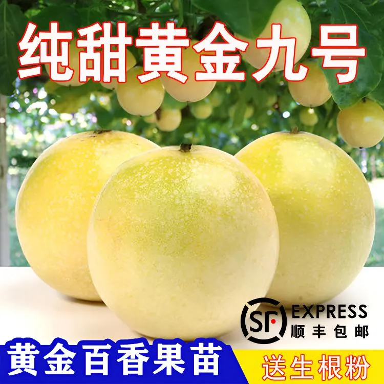 纯甜黄金九号百香果嫁接苗纯甜黄金百香果特大新品种四季爬藤绿植商品图
