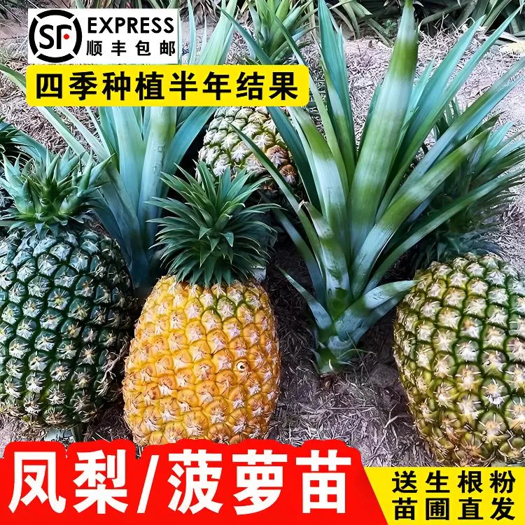 凤梨果苗地菠萝苗半年结果金钻凤梨西瓜凤梨可盆栽地栽四季种植