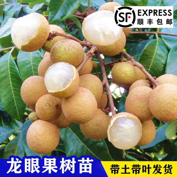 龙眼树苗嫁接苗石硖储良四季龙眼果苗南北方盆栽地栽桂圆果树苗