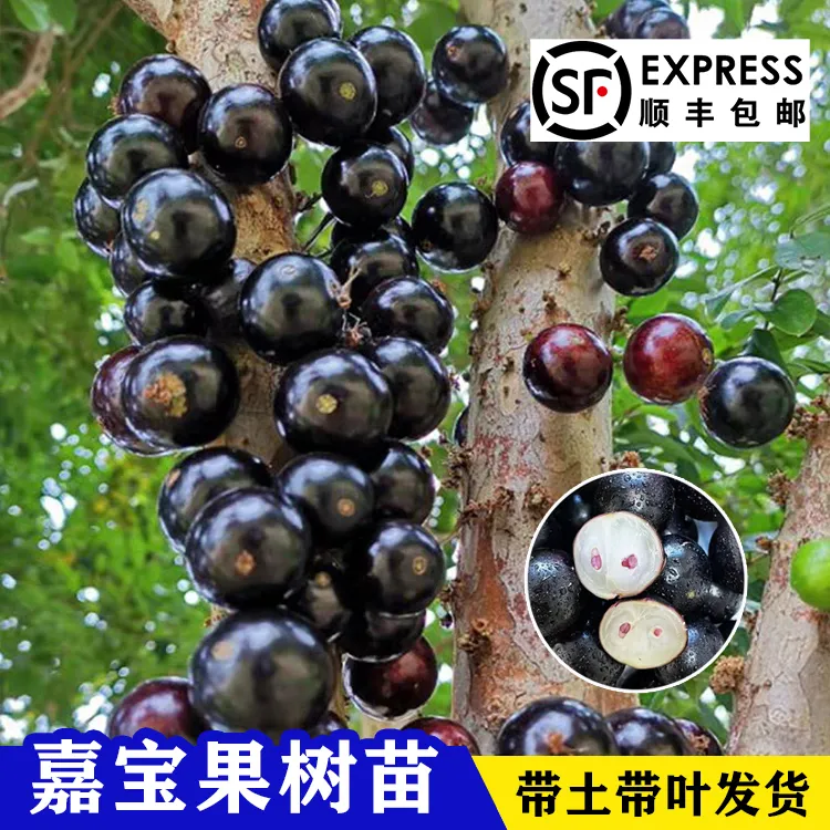 沙巴嘉宝果树苗树葡萄四季红妃嘉宝果苗艾斯卡果树苗别墅庭院植物