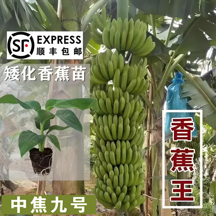 【顺丰包邮】香蕉苗桂蕉苗香蕉9号新品种中焦苗香蕉粉蕉苗当年结果