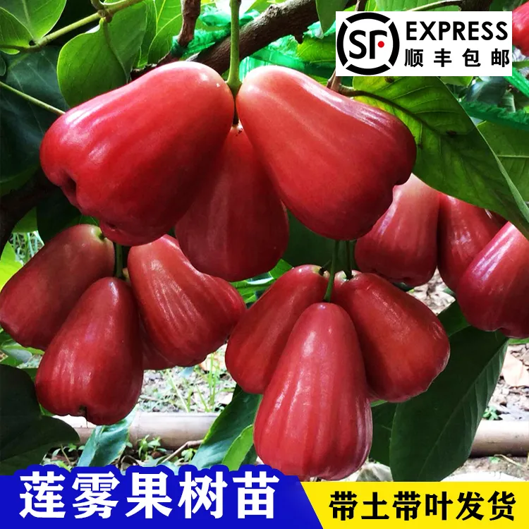 莲雾果苗莲雾嫁接树苗大叶红带泥发货盆栽地载庭院种植水果果苗