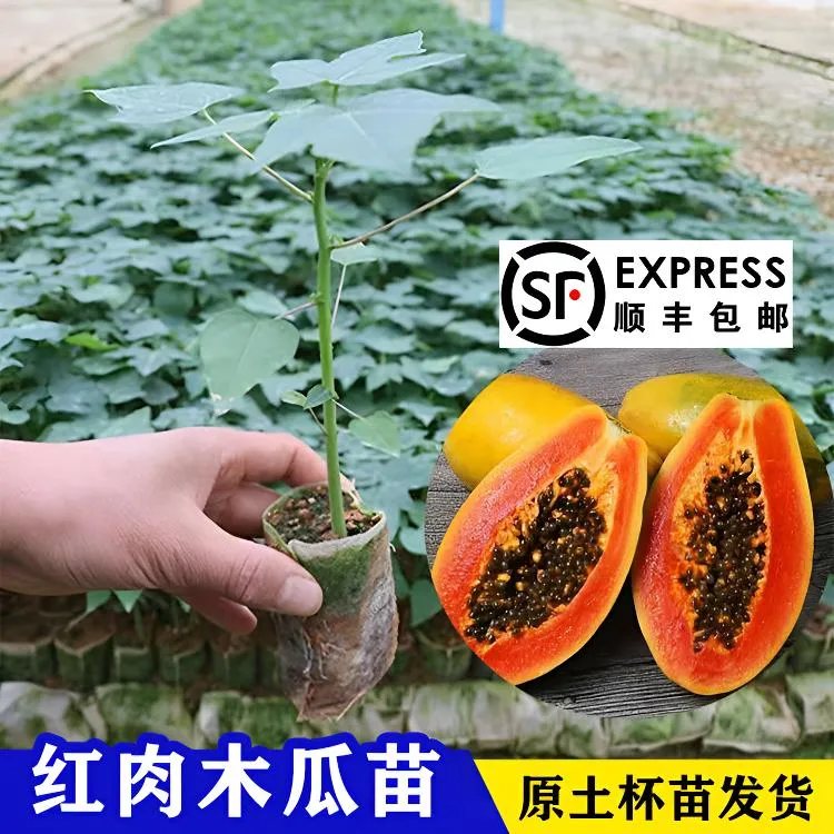 新款纯甜红肉红心木瓜树苗大青木瓜苗矮化红心木瓜大白木瓜苗包邮