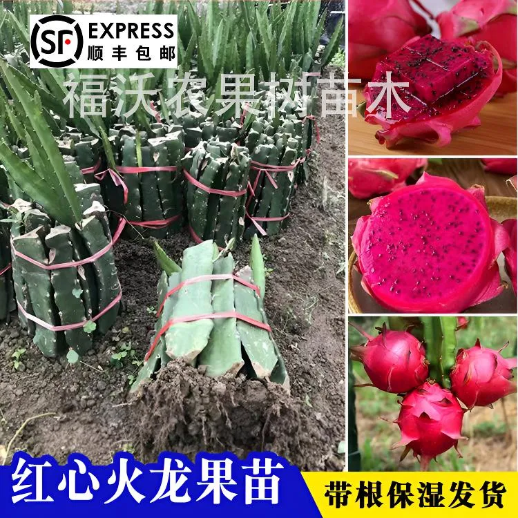 火龙果苗盆栽正宗红皮红心火龙果苗南北方种植地栽果树苗四季结果