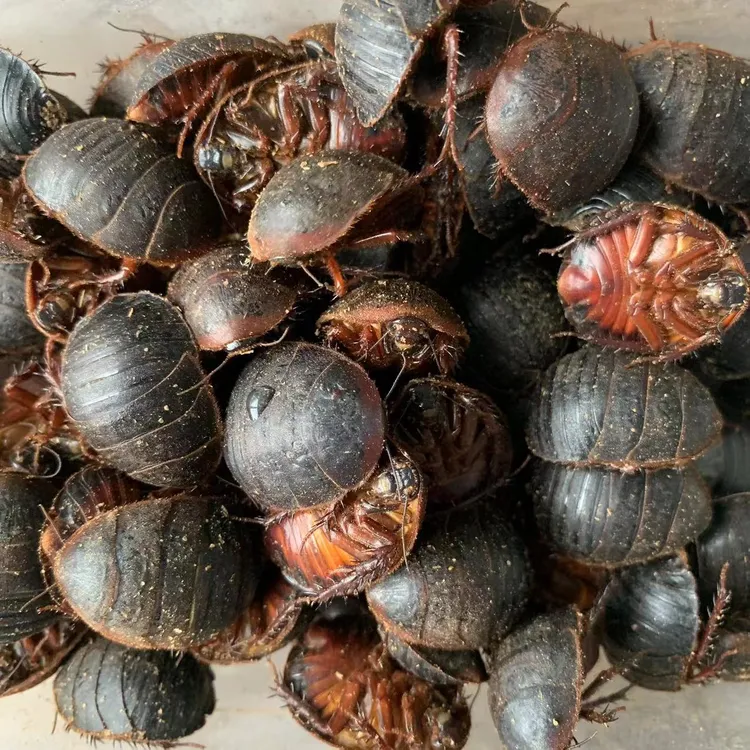 土元土鳖虫西瓜虫新鲜优质活体冷冻发货